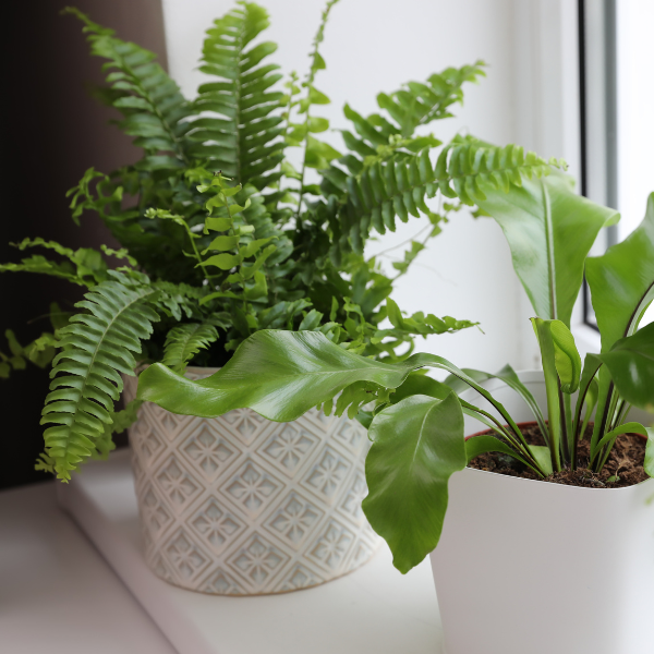 Aside from looking stunning and helping with air quality, ferns can also boost indoor acoustics. With their graceful, delicate fronds and a refreshing greenness, a fern plant could help keep urban noise out, while adding a decorative touch to your home.