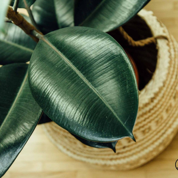 Benefits of Rubber plants include being suitable for those with allergies, fantastic air purification capabilities, multiple medicinal properties - and last but not least, a low-maintenance plant that’s easy to keep in the home.