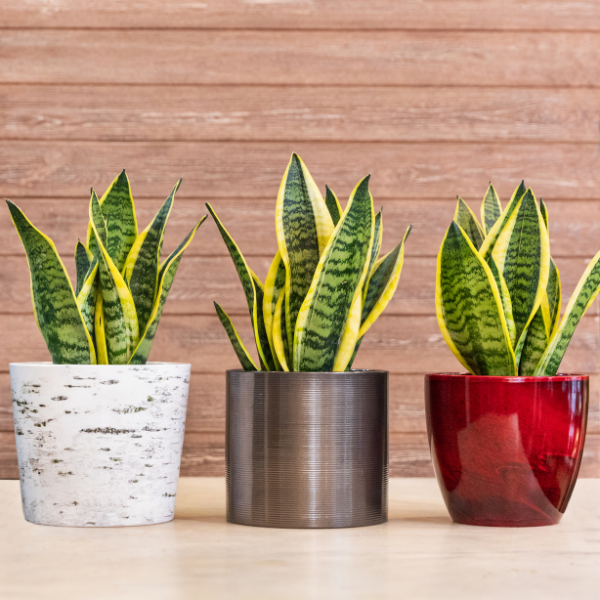 Snake plants help to purify the air inside your home, as its leaves absorb a variety of toxins. According to Feng Shui teachings, they also attract money, prosperity, and good energy!