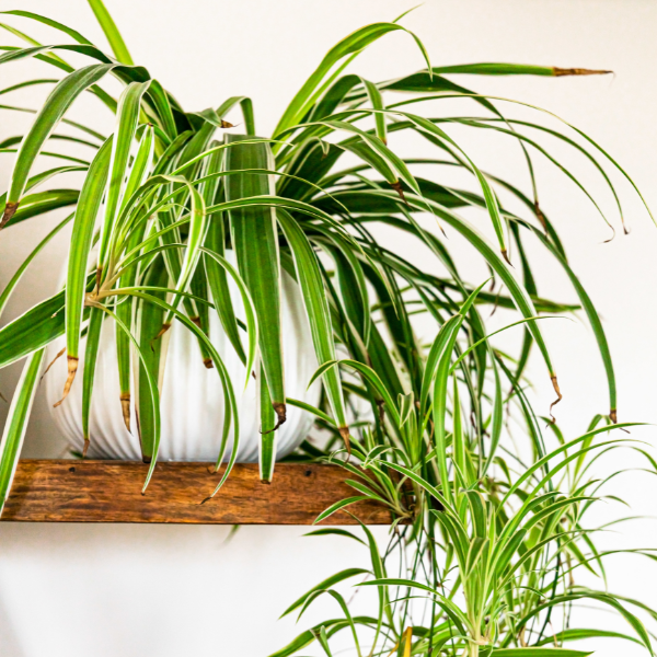 Spider plants can increase the humidity in your home and are a great natural alternative to a plug-in humidifier. Whilst too much humidity can cause issues, air that is too dry can worsen a range of health issues such as respiratory conditions, skin problems, sore throats, and more.