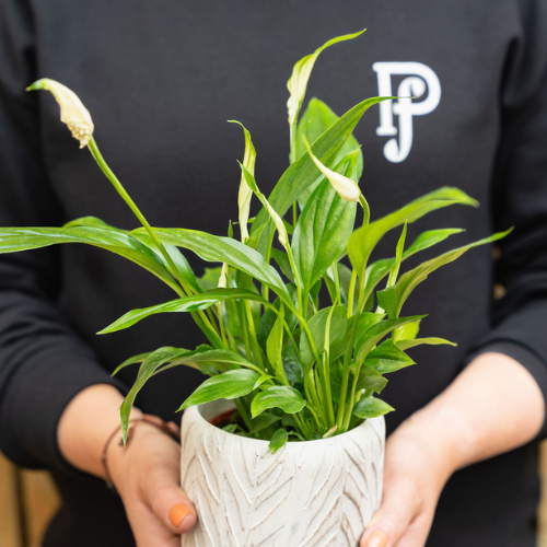 Peace Lily plants help to purify the air, prevents mildew formation, balances humidity levels, offers quality sleep and feng shui, and relieves stress. Peace Lily even benefits you by saving you from the harmful vapours of products you use, with research showing they help remove acetone from electronics and adhesives.