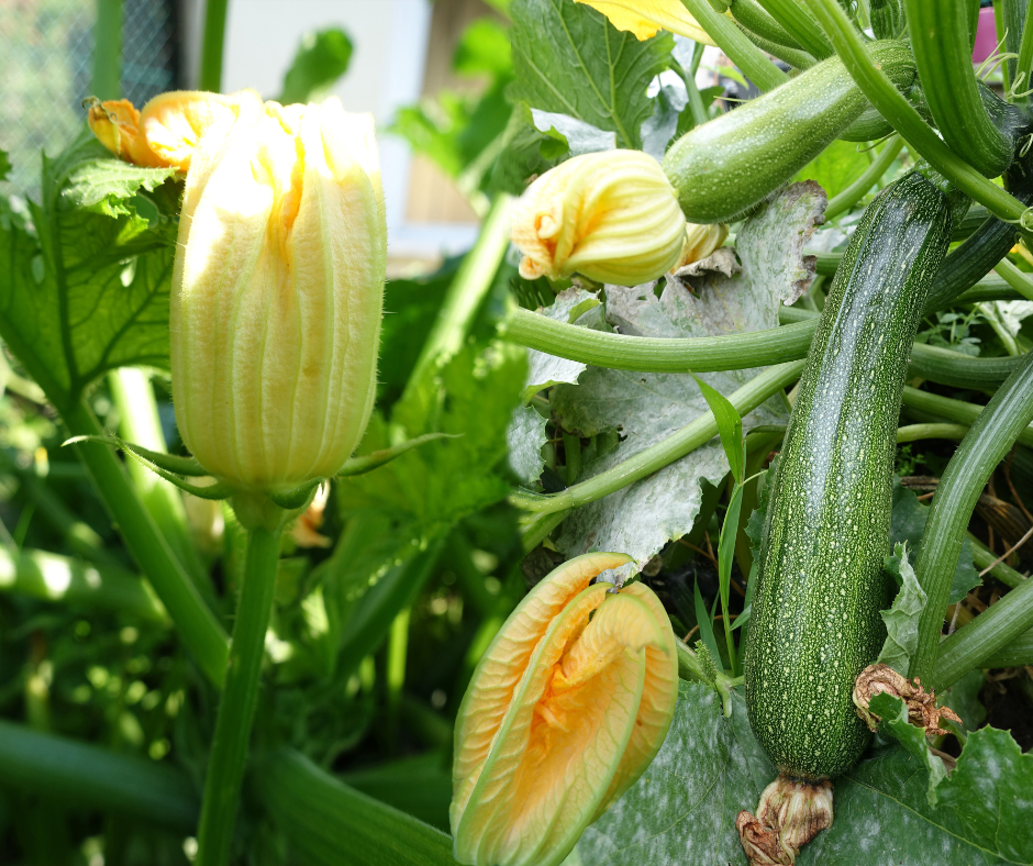 Growing Courgettes - 5 Easy-to-Grow Vegetables for Beginners