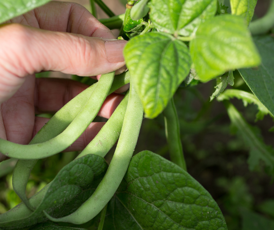 Growing Green Beans - 5 Easy-to-Grow Vegetables for Beginners