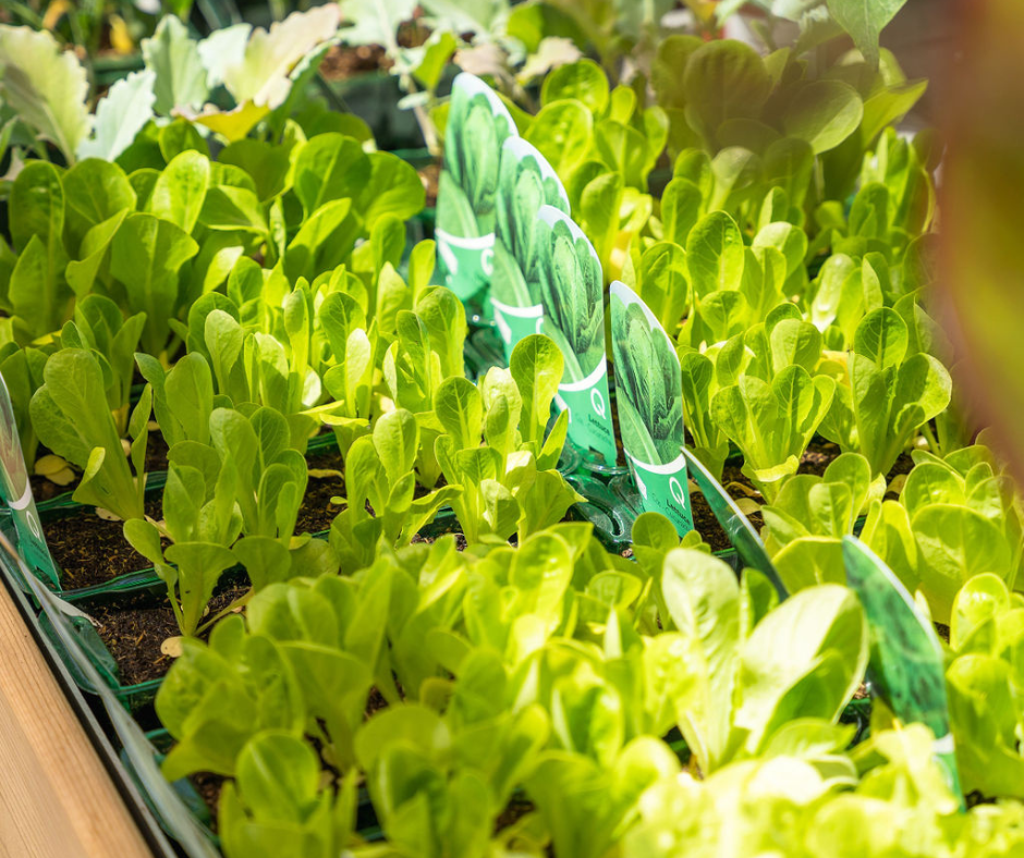 Growing Lettuce - 5 Easy-to-Grow Vegetables for Beginners
