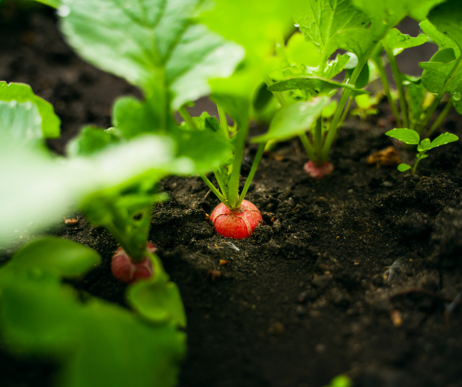 Growing Radishes - 5 Easy-to-Grow Vegetables for Beginners