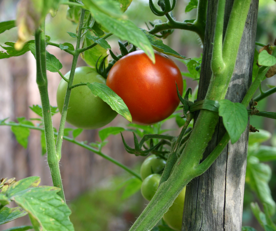 Growing Tomatoes - 5 Easy-to-Grow Vegetables for Beginners